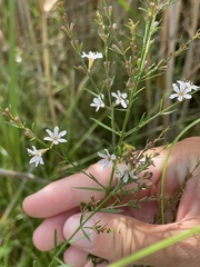 Lythrum lineare