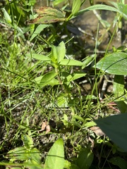Limnophila aromatica