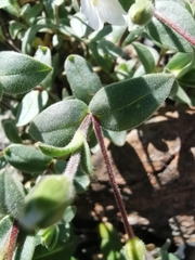 Cerastium latifolium