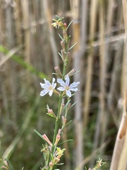 Lythrum lineare