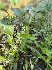 Limnophila aromatica