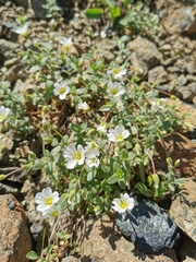 Cerastium latifolium