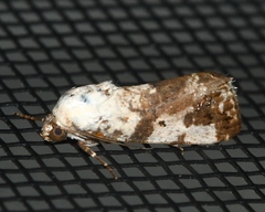 Acontiinae