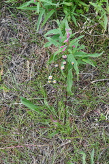 Erigeron acris
