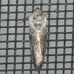 Acontiinae