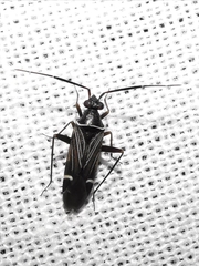 Cremnocephalus matocqi