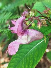 Impatiens glandulifera