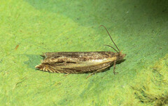 Ancylis apicella