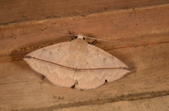 Ugia sundana