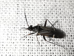 Cremnocephalus matocqi