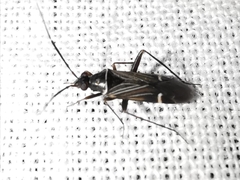 Cremnocephalus matocqi