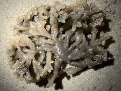 Alcyonidium hauffi