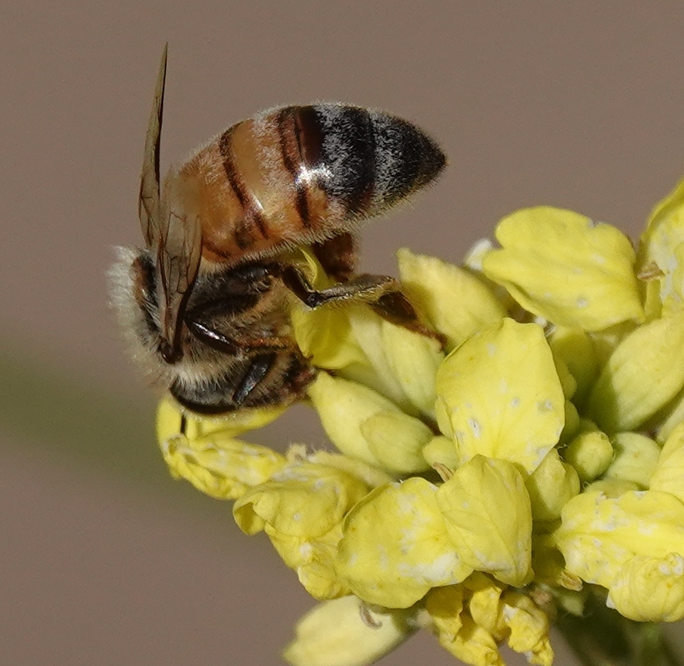 Western Honey Bee from Lake Los Carneros Goleta, CA, USA on May 07 ...