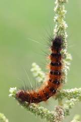 Amsactoides solitaria