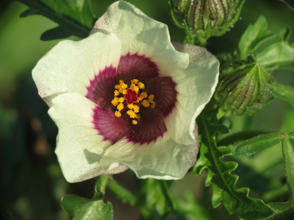 flowerofanhour in July 2022 by wmct276 · iNaturalist