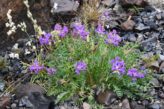 Oxytropis adamsiana
