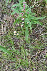 Erigeron acris