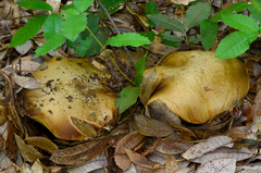 Butyriboletus persolidus
