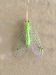 Leucochrysa insularis