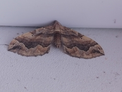 Pelurga comitata