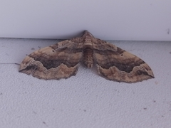 Pelurga comitata