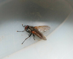 Hydrophoria lancifer