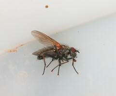 Hydrophoria lancifer