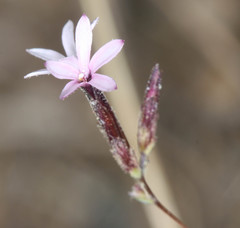 Lessingia micradenia micradenia
