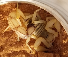 Androctonus australis