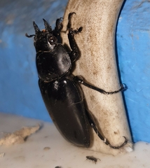 Dorcus antaeus