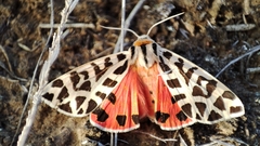 Palearctia mongolica