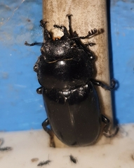 Dorcus antaeus
