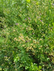 Medicago sativa