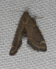 Hypsopygia phoezalis