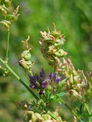 Medicago sativa