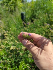 Medicago sativa