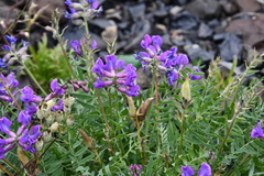 Oxytropis adamsiana