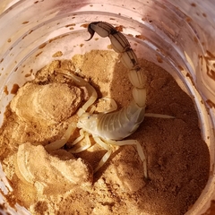 Androctonus australis