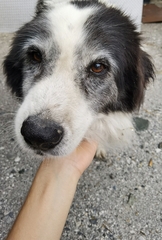 Canis familiaris