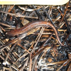 Plethodon websteri
