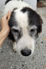 Canis familiaris