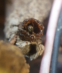 Friesella schrottkyi