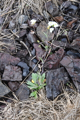 Arabidopsis lyrata petraea