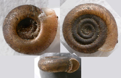 Bathyomphalus contortus