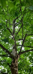 Platanus × hispanica