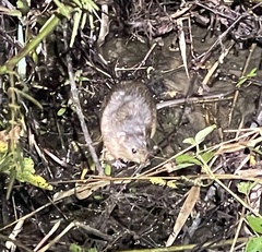 Nectomys rattus