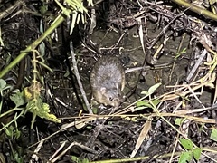 Nectomys rattus