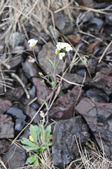 Arabidopsis lyrata petraea