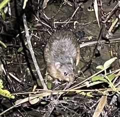 Nectomys rattus