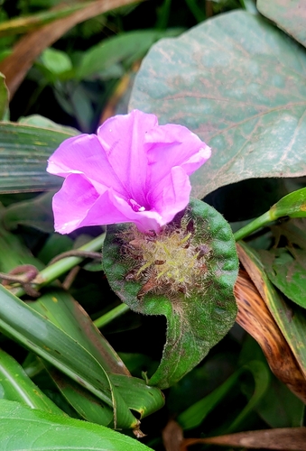 Ipomoea involucrata